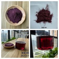 西安賓果生物提供桑葚濃縮汁粉
